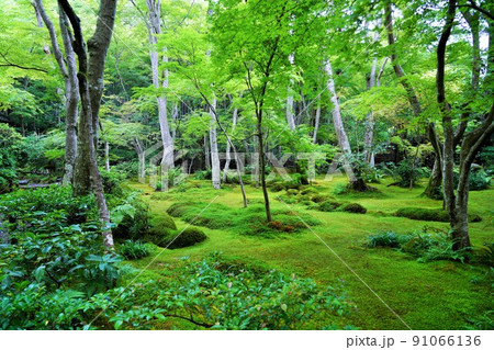 京都・嵯峨野の祇王寺(6月撮影) 京都・嵯峨野の祇王寺(6月撮影) 91066136