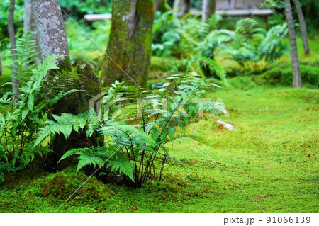 京都・嵯峨野の祇王寺(6月撮影) 京都・嵯峨野の祇王寺(6月撮影) 91066139