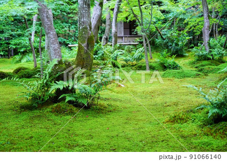 京都・嵯峨野の祇王寺（6月撮影） 91066140
