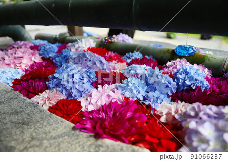 岡寺 奈良県 岡寺 奈良県 91066237