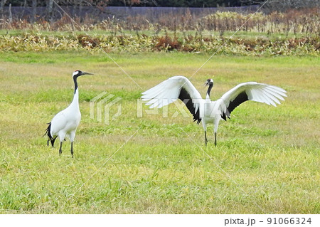 秋の鶴居村。タンチョウヅルの求愛ダンス。 91066324