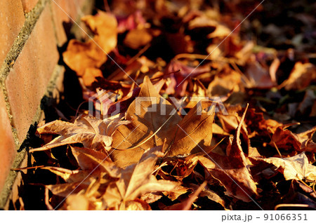 いつか見た落ち葉 91066351