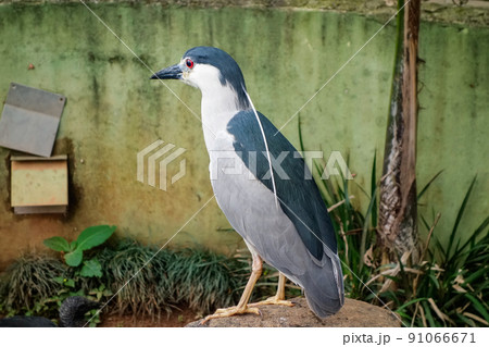 black-crowned night heron, Nycticorax nycticorax, perched on a rock 91066671