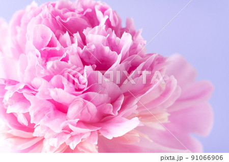 Delicate pale pink peony flower close up. Delicate pale pink peony flower close up. 91066906