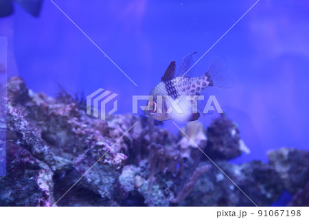 Underwater landscape with Sphaeramia nematoptera and coral reef. Blue clear water of the tropical sea. The seabed and marine life. Calm natural background. High quality photo Underwater landscape with Sphaeramia nematoptera and coral reef. Blue clear water of the tropical sea. The seabed and marine life. Calm natural background. High quality photo 91067198