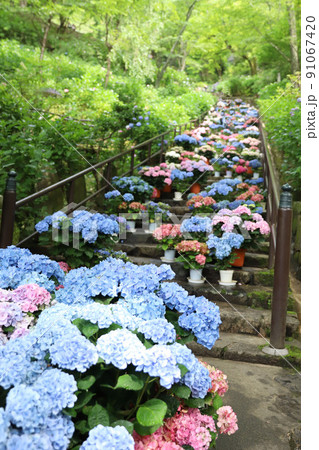 長谷寺 奈良県 長谷寺 奈良県 91067420