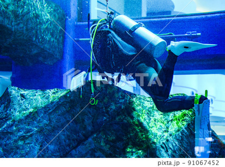 スキューバダイビング 水族館 【 マリンレジャー の イメージ 】 スキューバダイビング 水族館 【 マリンレジャー の イメージ 】 91067452