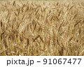 黄金色に輝く初夏の小麦の穂　麦秋 91067477