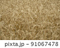 黄金色に輝く初夏の小麦の穂　麦秋 91067478