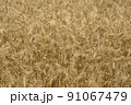 黄金色に輝く初夏の小麦の穂　麦秋 91067479