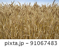 黄金色に輝く初夏の小麦の穂　麦秋 91067483