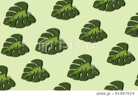 Tropical leaves pattern. Green leaf monstera seamless. 91067624