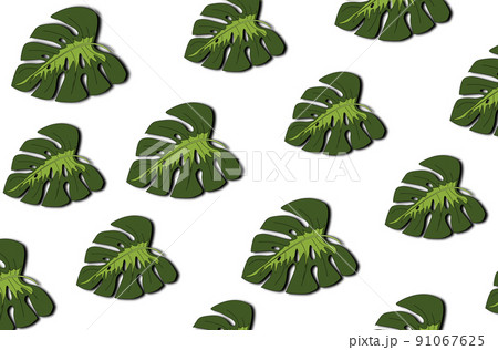 Tropical leaves pattern. Green leaf monstera seamless. 91067625