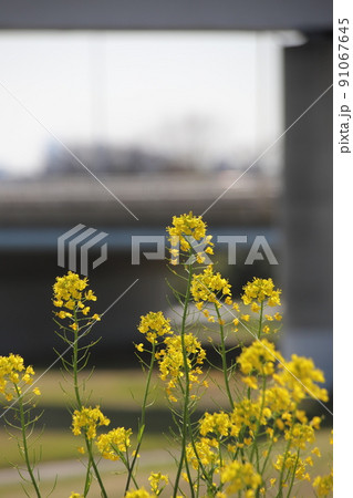 堤防に咲く菜の花 91067645