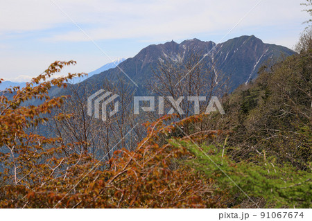 〔山梨県・6月〕鳳凰三山(紅葉と緑葉添え) 甲斐駒ヶ岳・黒戸尾根コースの核心部以降から撮影 〔山梨県・6月〕鳳凰三山(紅葉と緑葉添え) 甲斐駒ヶ岳・黒戸尾根コースの核心部以降から撮影 91067674