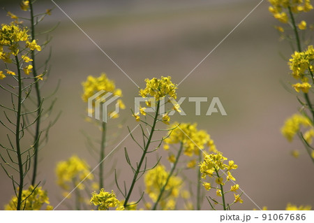 堤防に咲く菜の花 堤防に咲く菜の花 91067686