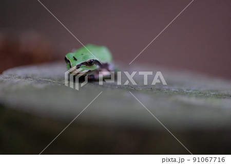 丸太の上のアマガエル 17 91067716