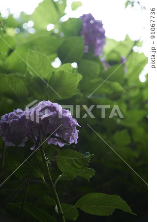 アジサイの花 アジサイの花 91067736