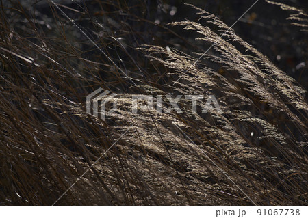 枯草 91067738