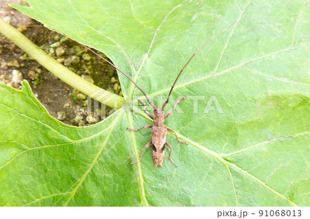 ヤハズカミキリ 91068013