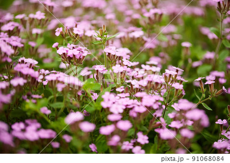 pink Saponaria ocymoides in sunny spring day pink Saponaria ocymoides in sunny spring day 91068084