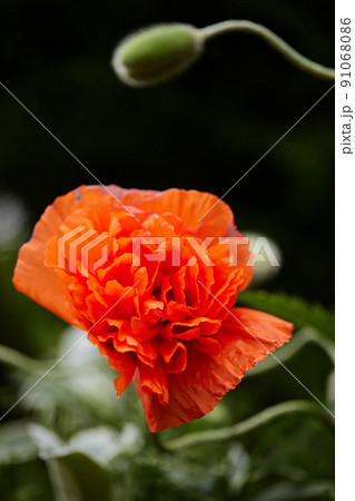 Poppy flowers in garden on sunny day 91068086