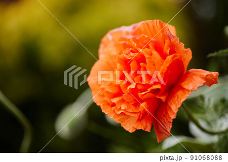 Poppy flowers in garden on sunny day 91068088