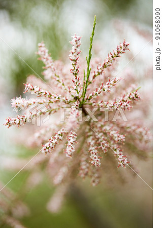 Small-flowered Tamarix parviflora an ornamental plant Close-up. 91068090