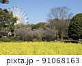 青空と観覧車と菜の花畑 91068163