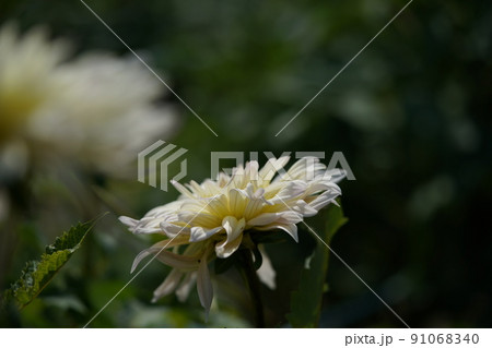 ダリア 91068340