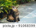 暑い日差しを避けて日陰でくつろぐ猫 91068399