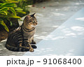 暑い日差しを避けて日陰でくつろぐ猫 91068400