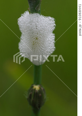 茎についたアワムシの泡 91068441