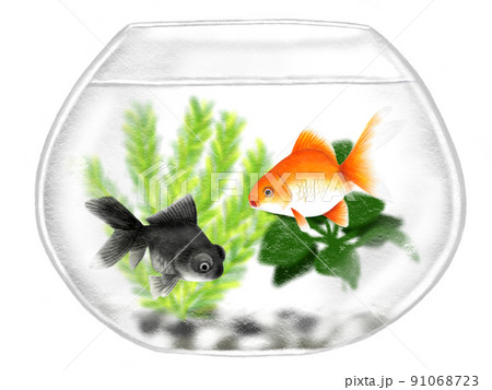 色鉛筆手描きイラスト　金魚鉢を泳ぐリュウキンとデメキン 91068723