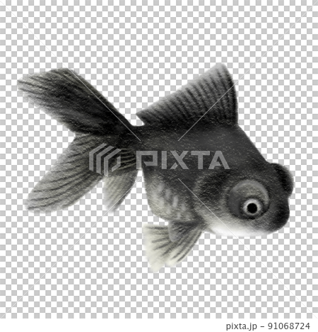 色鉛筆手描きイラスト 金魚、出目金、デメキンのイラスト素材