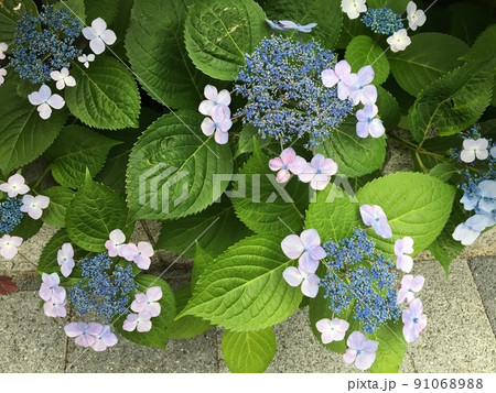 咲き初めの薄紫色の紫陽花 91068988