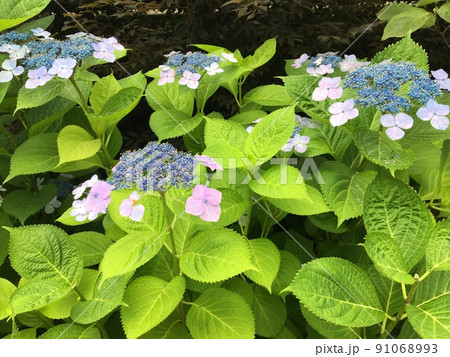 咲き初めの薄紫色の紫陽花 91068993