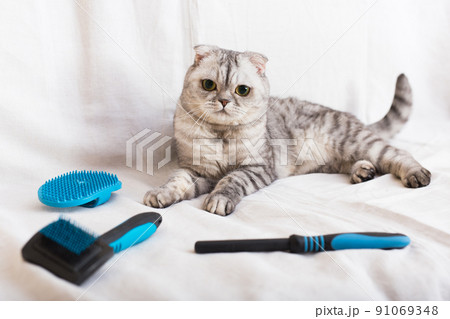 Gray cat and grooming brushes lying on white fabric background 91069348