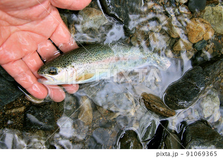 渓流で釣れた綺麗なニジマス 91069365