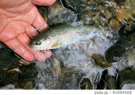 渓流で釣れた綺麗なニジマス 91069369