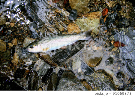渓流で釣れた綺麗なニジマス 91069373