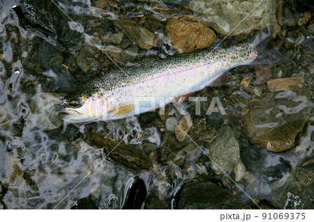 渓流で釣れた綺麗なニジマス 91069375