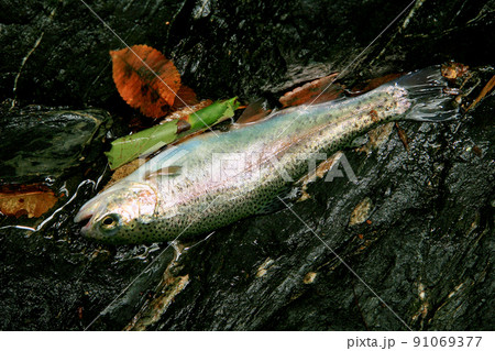 渓流で釣れた綺麗なニジマス 91069377