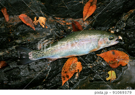 渓流で釣れた綺麗なニジマス 91069379