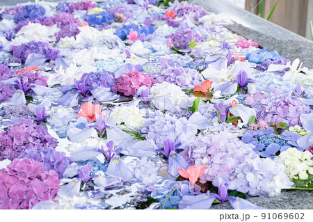 季節の花手水 あじさいとアヤメの待ち受け 季節の花手水 あじさいとアヤメの待ち受け 91069602