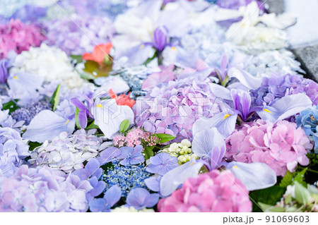 季節の花手水　あじさいとアヤメの待ち受け 91069603
