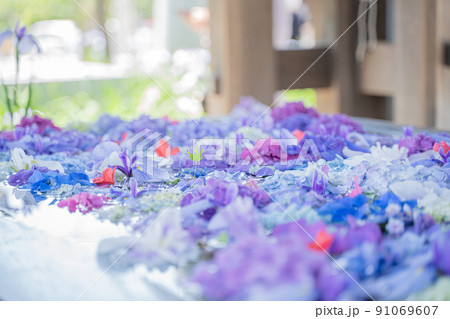 季節の花手水 あじさいとアヤメの待ち受け 季節の花手水 あじさいとアヤメの待ち受け 91069607