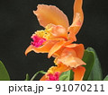 蘭の花 91070211
