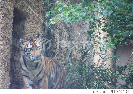 子とら 子とら 91070536