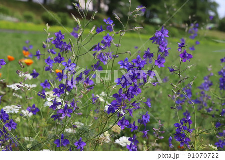 春の日本の公園に咲く紫色のチドリソウの花 春の日本の公園に咲く紫色のチドリソウの花 91070722